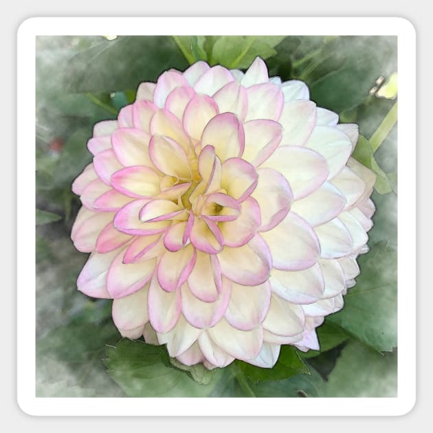 Dahlia Bloom Of Pink, Yellow And White Sticker by KirtTisdale